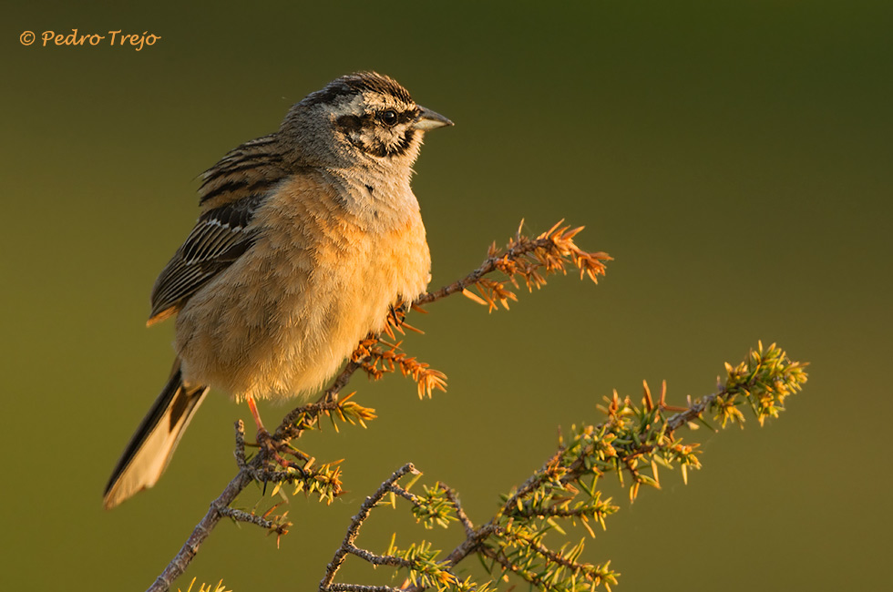 Escribano montesino (Emberiza cia)